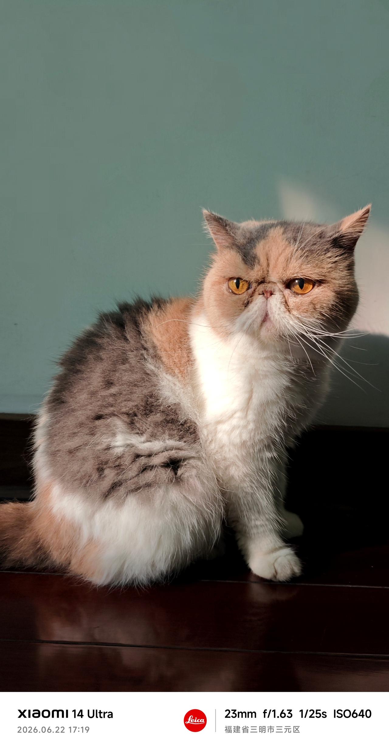 美国加菲猫比较温顺老实