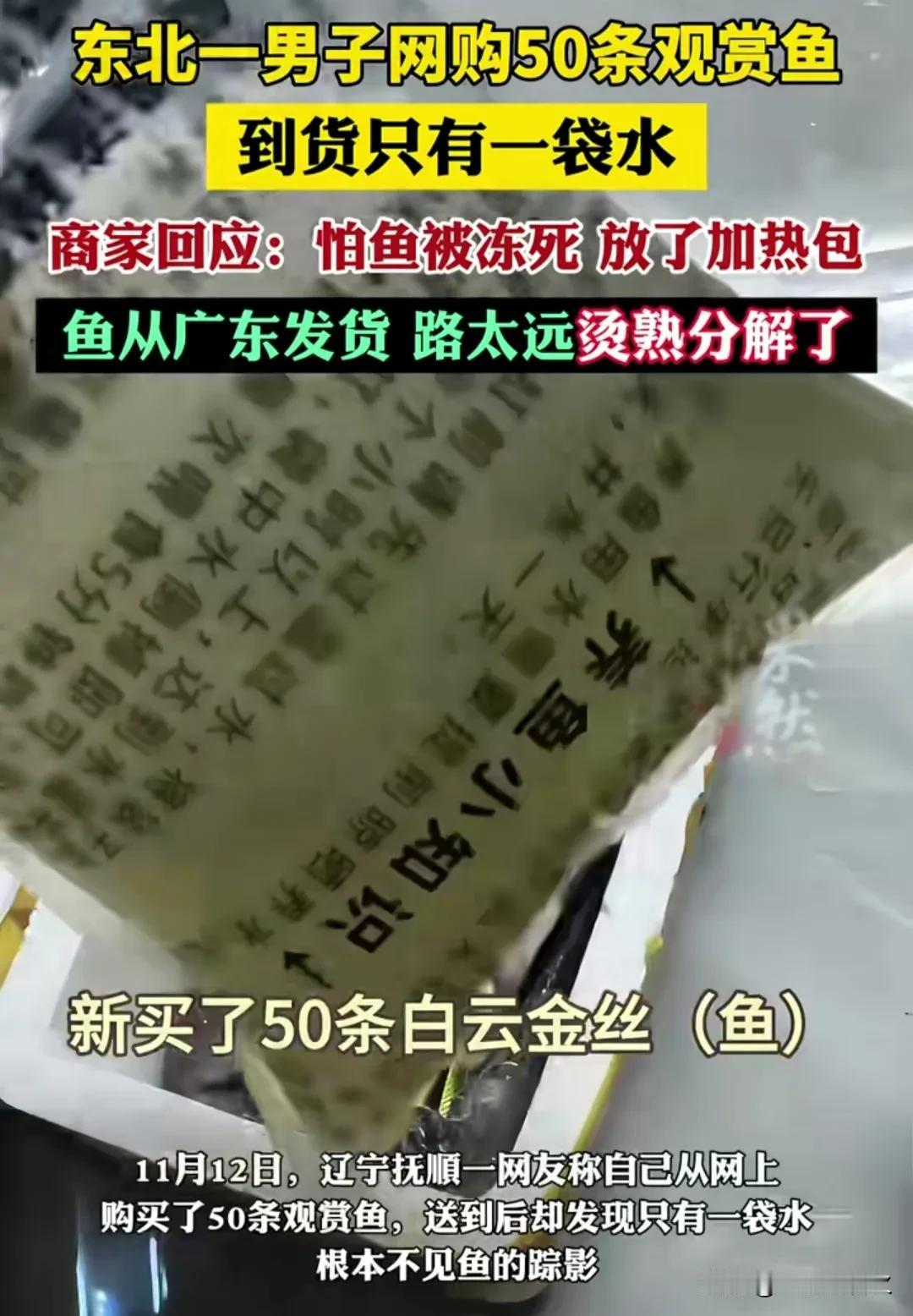 东北一男子，网购50条鱼白云金丝鱼，没成想到手竟变“鱼汤”了！11月12日，