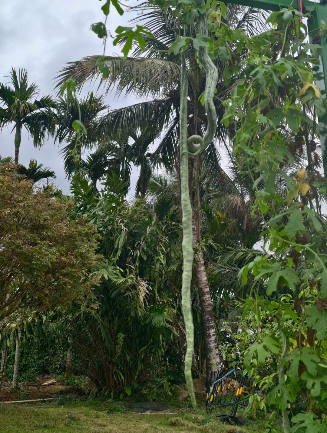 晒图笔记大赛这是蛇瓜，两三米长。知道蛇瓜还是看小电视剧《小巷人家》，剧里描述那个