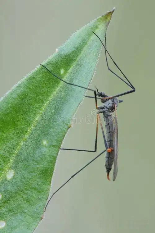 蚊子的一生如何从生到死的夏夜，耳边总有蚊子嗡嗡作响。这小生物一生