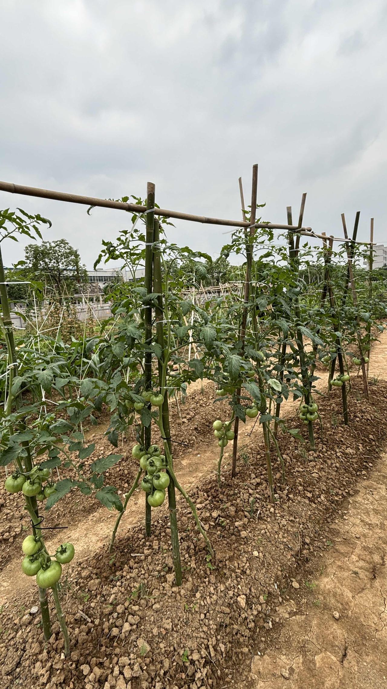 种菜我们拼尽了全力啊！两个人星期天沉浸式种菜，原本只想做些简单的修修剪剪。结果