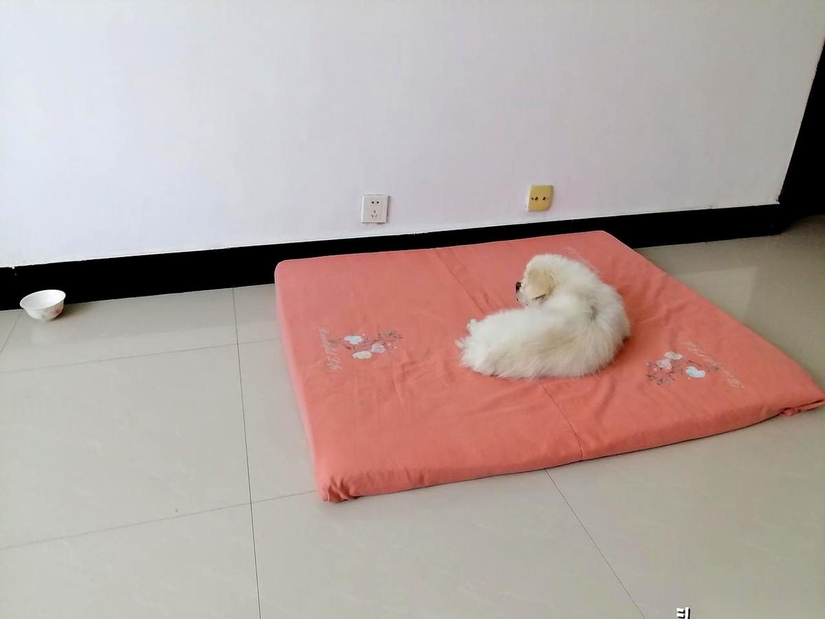 你敢信吗？一只狗，被不到十厘米高的垫子，困住了。昨天我儿子蹲在客厅地上，盯着大