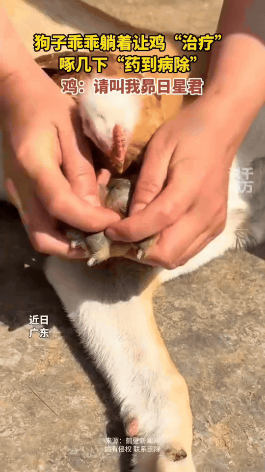 万物相生相克，主打一个跨界专治🤣狗子满身跳蚤难清理，主人徒手忙活半天收效甚