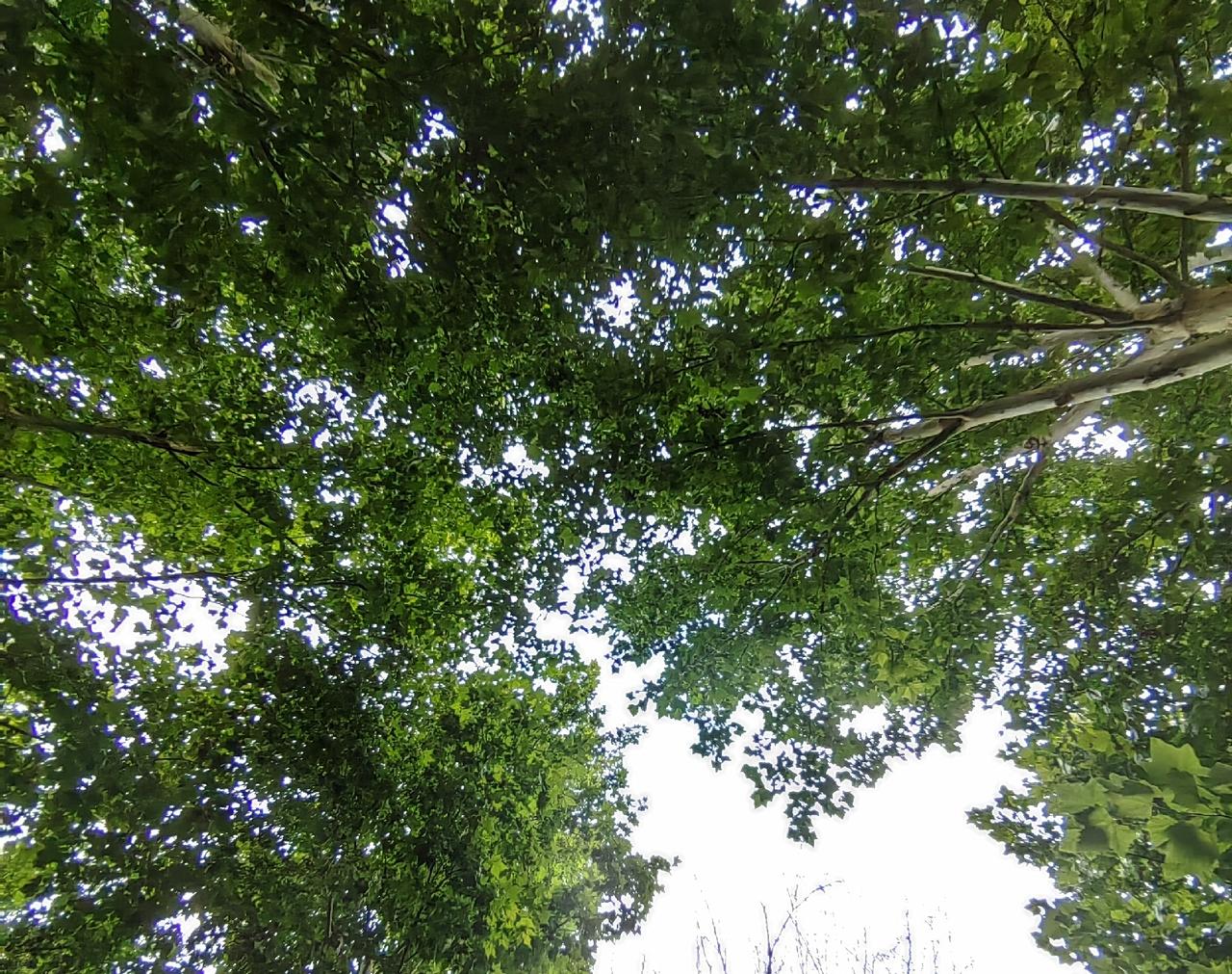 某地捣毁一涉黄场所，根据消费流水查到P可能嫖娼，P承认曾带人去消费，本人坚决不承