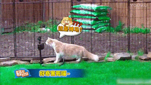 猫猫又好奇又怂​​​