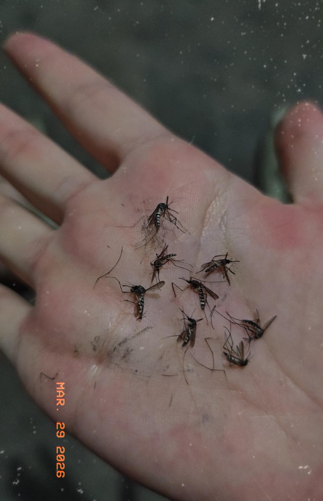 可算搞清楚了，今年的蚊子为啥跟开了挂一样猛！不是蚊子进化变异了，也不是它们