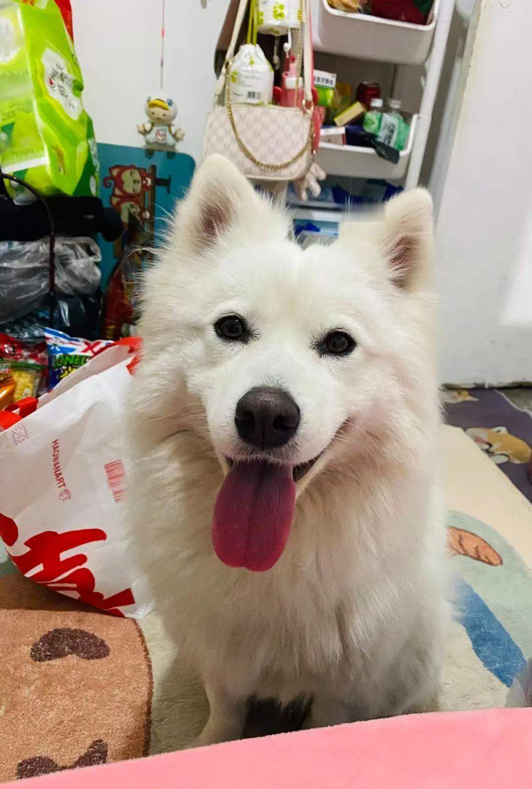 江苏连云港市东海县的一起恶性事件，近期在网络上引发了轩然大波。姜女士养在笼子里的