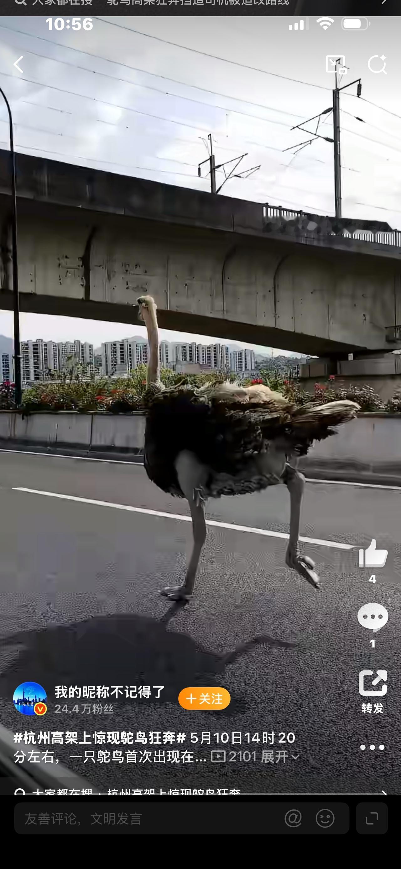 杭州高架惊现鸵鸟狂奔！司机看懵：这是来赶早高峰吗？家人们，你们敢信？早高峰的