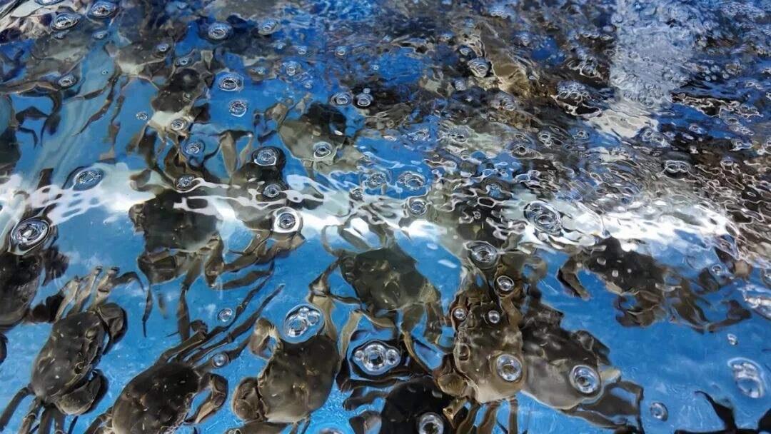 大闸蟹价格“跳水”了！无锡人错峰吃蟹的好时候到了，本地蟹不比阳澄湖差“之前是