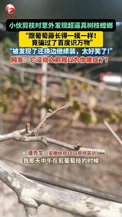 “笑不活了！”广东湛江，小伙剪葡萄枝时，意外发现超逼真的树枝螳螂。他快剪到时，没