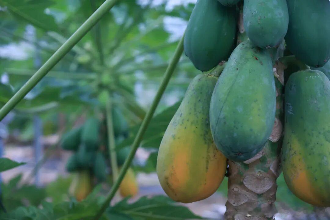 位于九龙湿地旁的惠丰热带水果采摘园已迎来了一年中最惬意的采摘时节。除了本地市民外