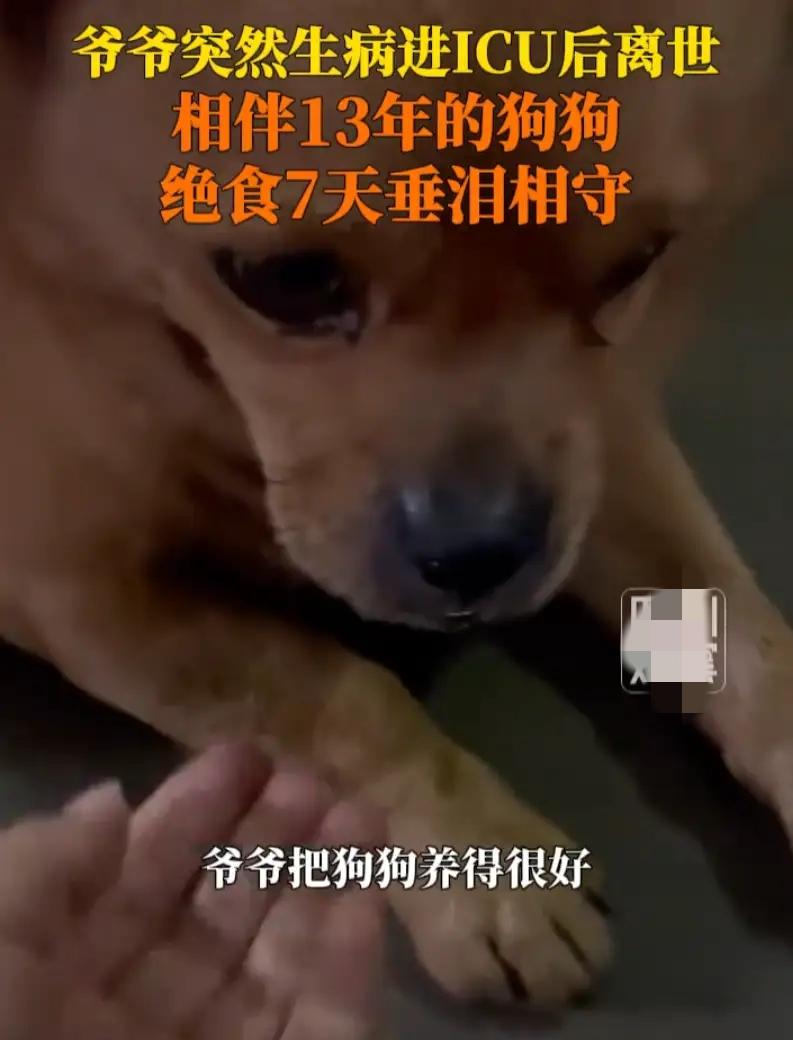 老人病逝，狗狗灵前不吃不喝守了七天！孙女说出真相，所有人都哭了！你有没有见过