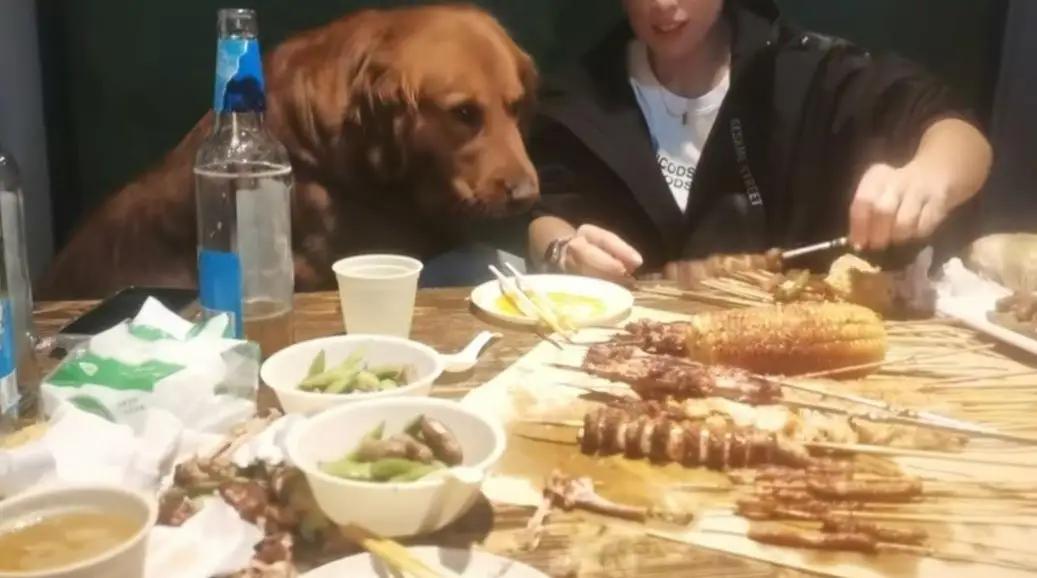 为什么进餐厅的“洋狗”比土狗多？最大的谎言就是爱狗爱猫的文明有素质，还善良。
