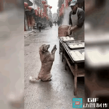 那只流浪母狗的遭遇，真让人心寒看了这个视频，心里非常难受。这是一个流浪狗，