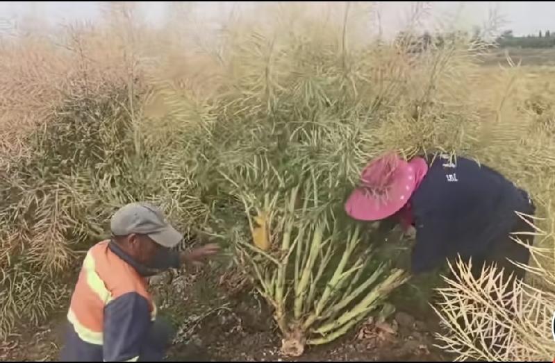 两米多高的油菜“树”，你见过吗？六月初夏，正是油菜收获的季节，我们都知道，油