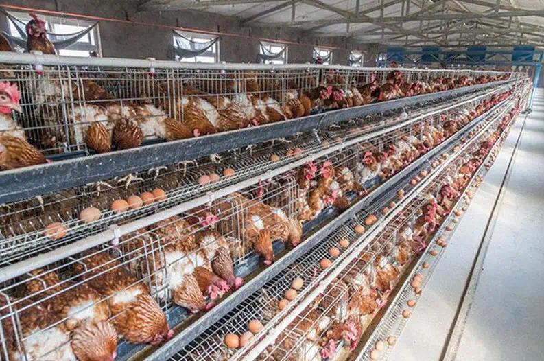 别人看“废鸡”没人要，她看的是年入2000万的机会！看到谭晓红的故事我彻底服