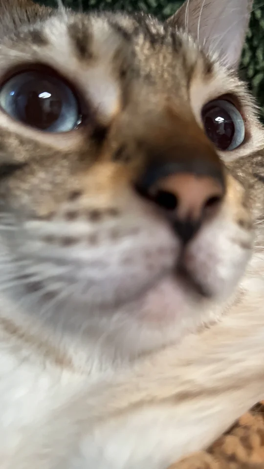有没有人凑过来让小猫闻一闻