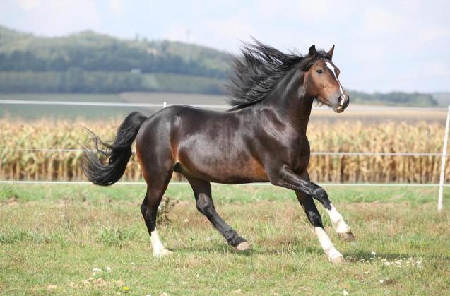 战马必须吃精饲料，那野马只吃草为何会出现好马？野马仅凭青草就能存活，为何却难