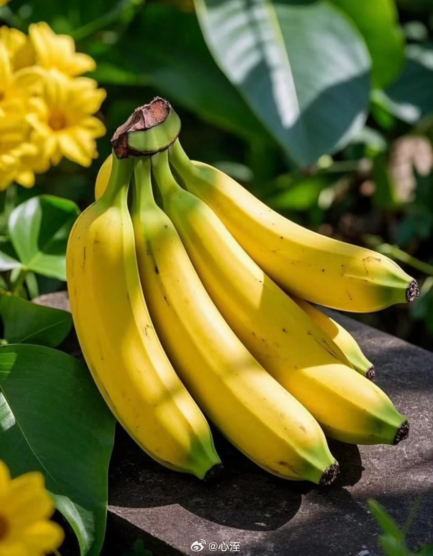 香蕉种植方法1.选苗定植优先选脱毒组培苗或健壮吸芽苗，选土层深厚、排水好的地块