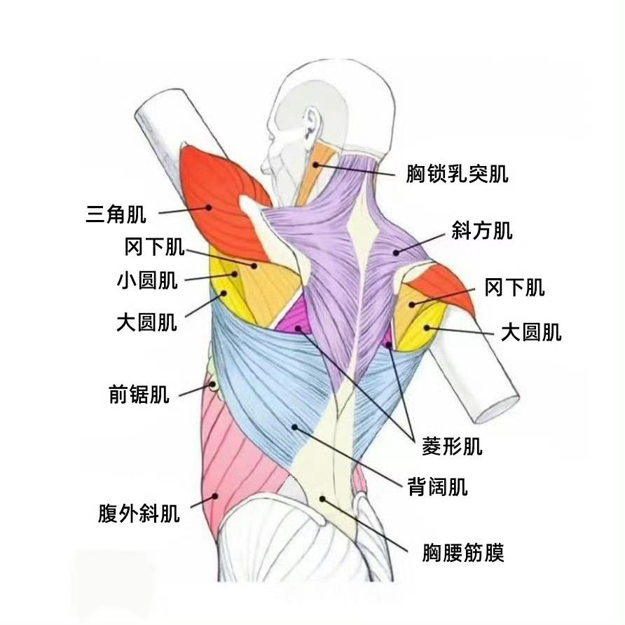 腰痛总是腰背痛的朋友，来看这张总结图，认识一下你的腰背肌肉，下次就可以精准描