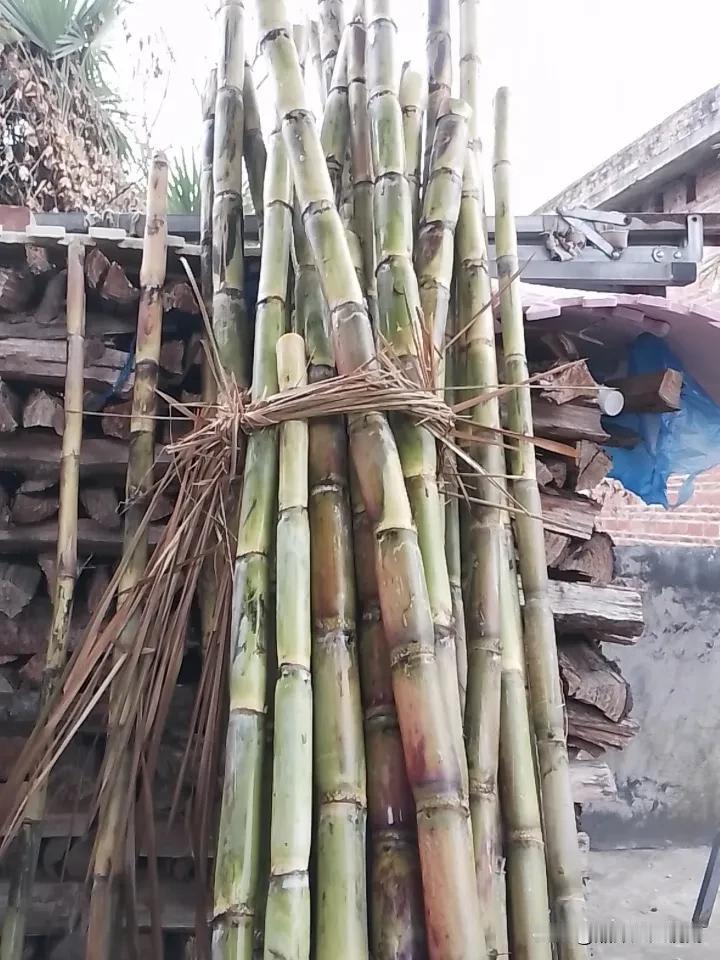 大年初五挖甘蔗，洗甘蔗！今天要回湘潭了，一大早上就去甘蔗地里扒甘蔗。岳父去年