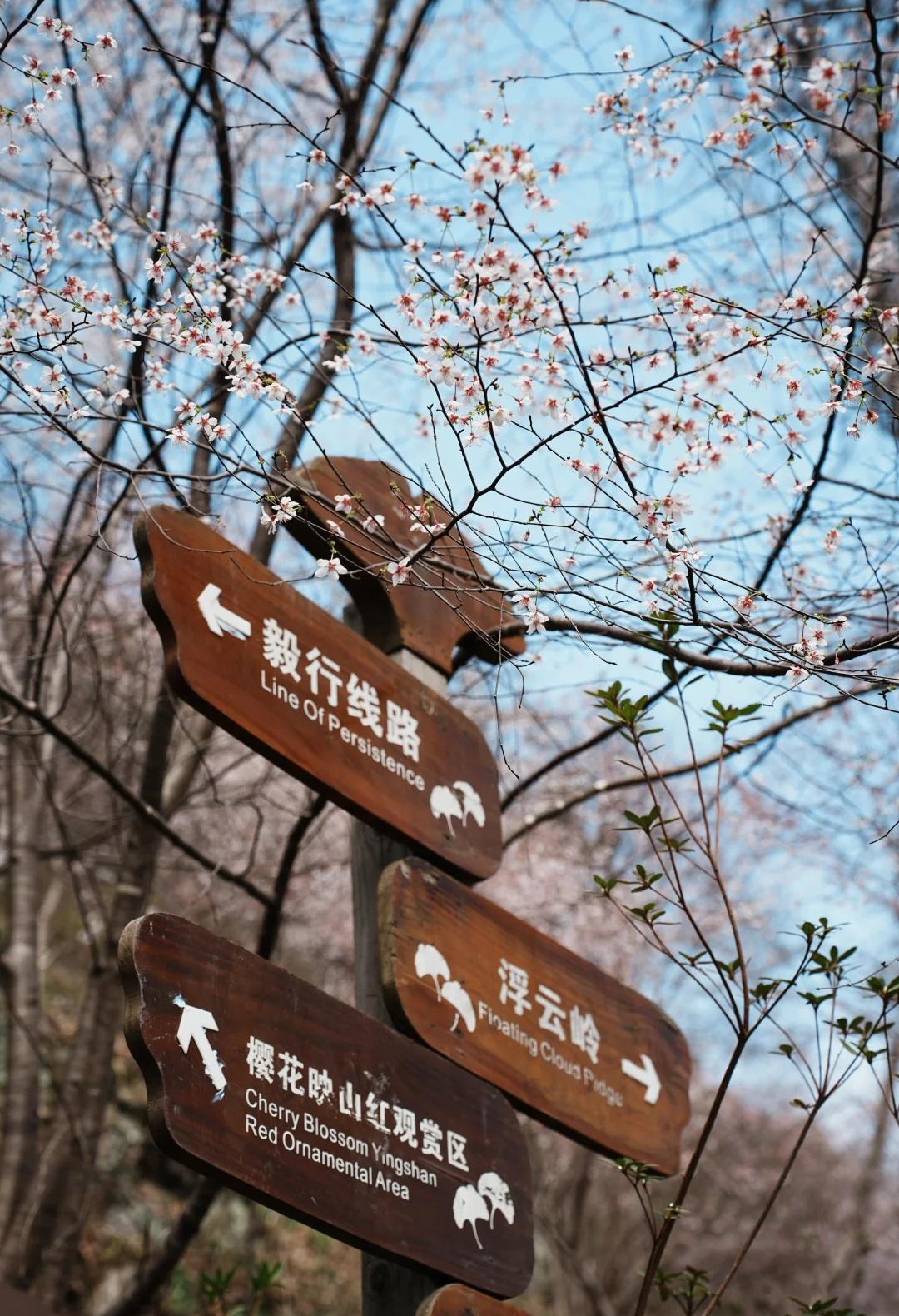 3.8浮云岭野山樱｜上春山富阳浮云岭头，野山樱醒了。不是一树一树的开，是一山