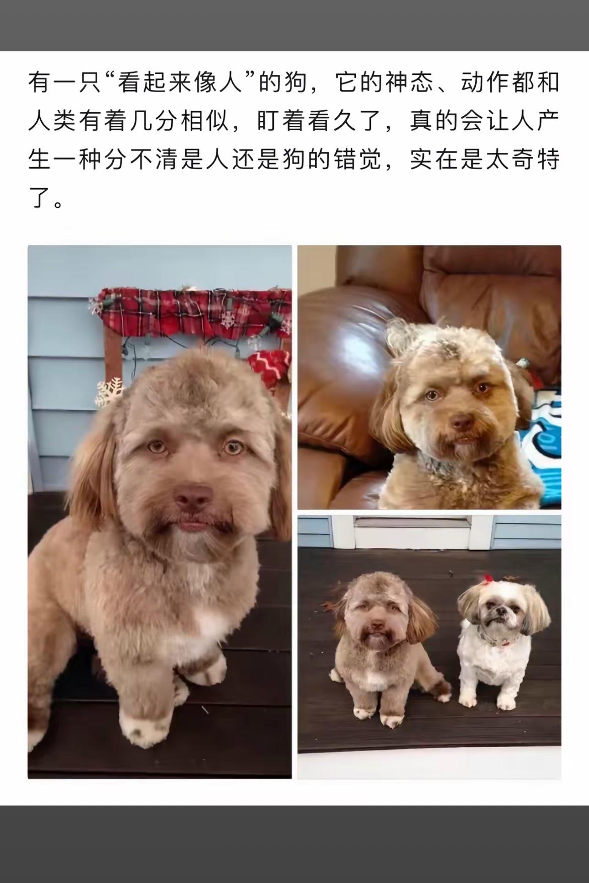 这狗看起来像人一样，好神奇！