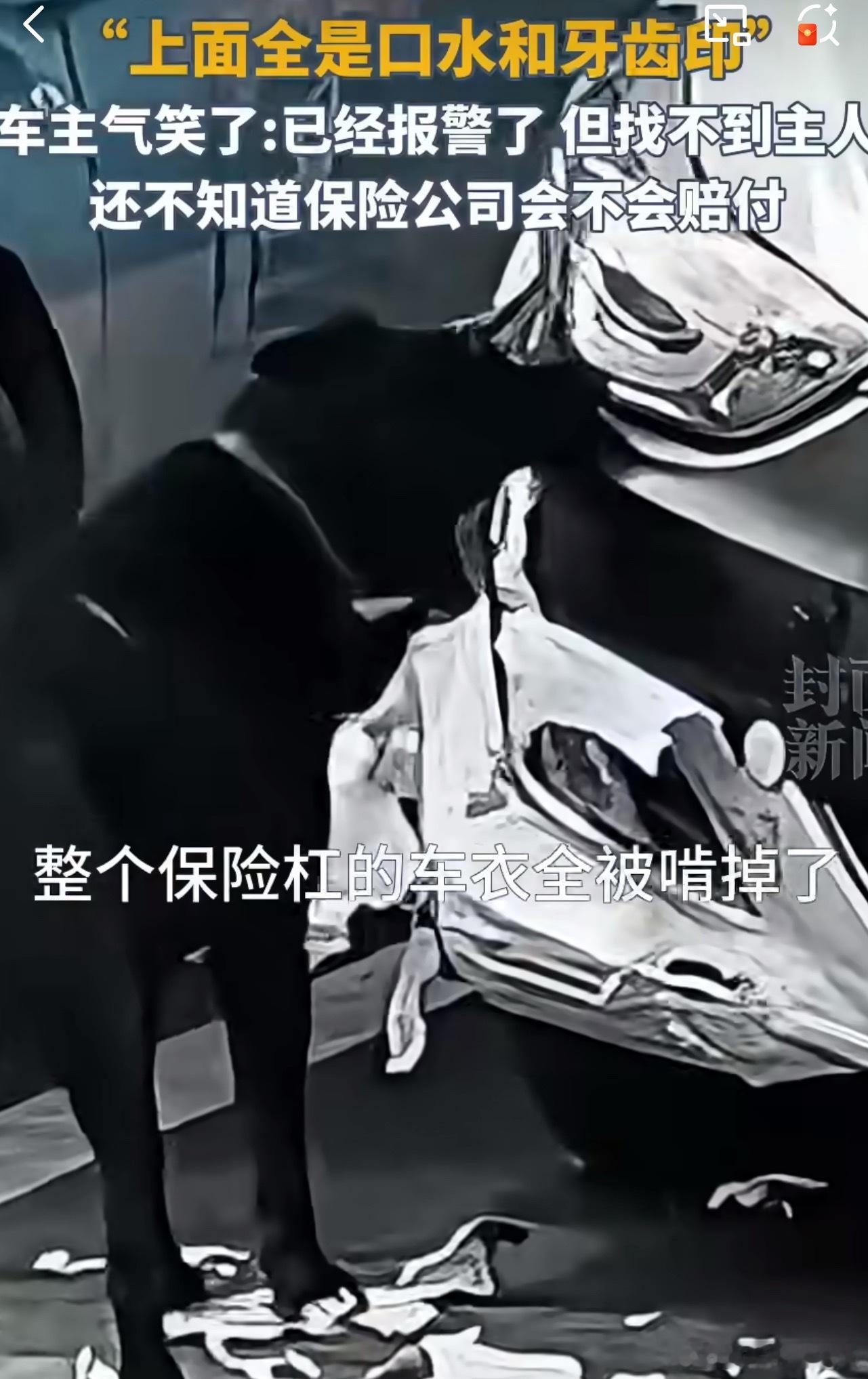 车被黑狗啃到面目全非点开评论区更离谱，有网友晒出自己的保险杠——直接被啃出坑坑洼