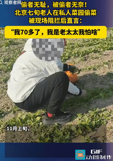 北京，男子在郊区承包了一片菜地，11月上旬，发现一老太私自进来摘菜，却不给钱，便