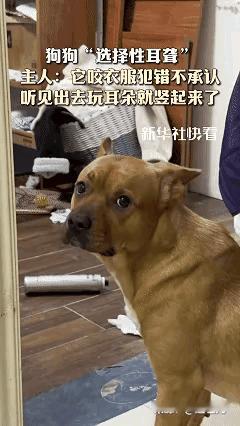 太搞笑了这只狗狗将“选择性耳聋”练到了炉火纯青的地步就像狗狗的耳朵装了