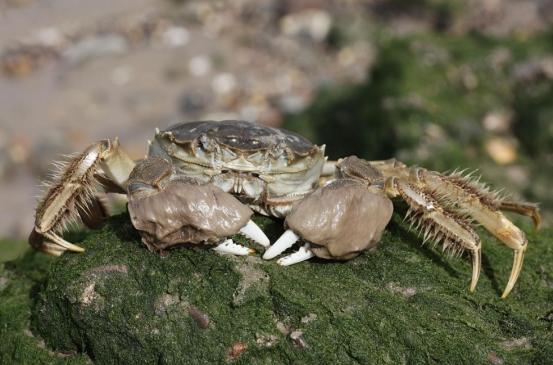 美国“恐慌”了！这次美国是真的恐慌了，美国人竟然在俄勒冈州的淡水区中发现了一只大