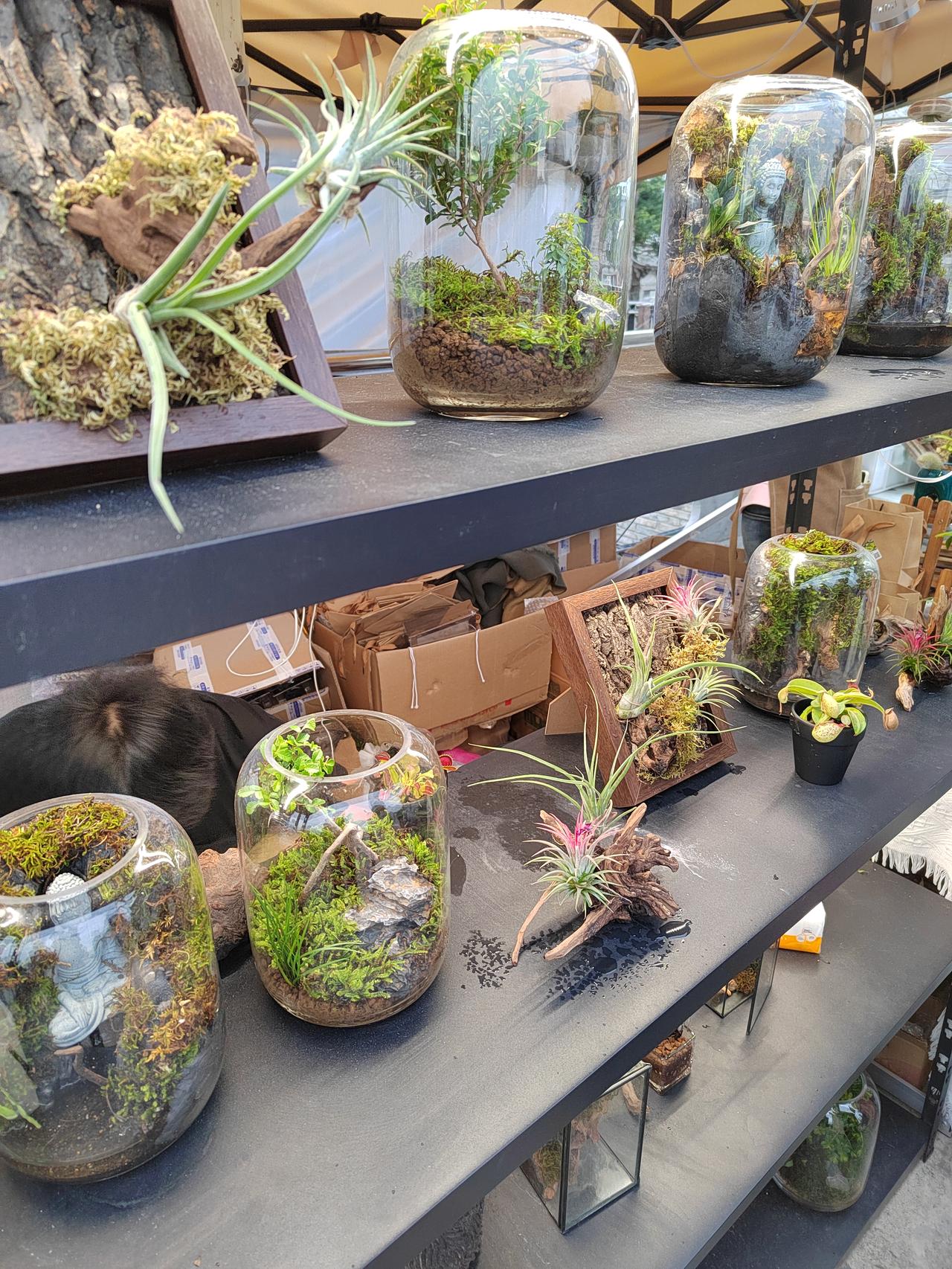 如何栽培好多肉植物，主要在于把握土壤透气、控水防涝及充足光照‌这几个关键，其实掌