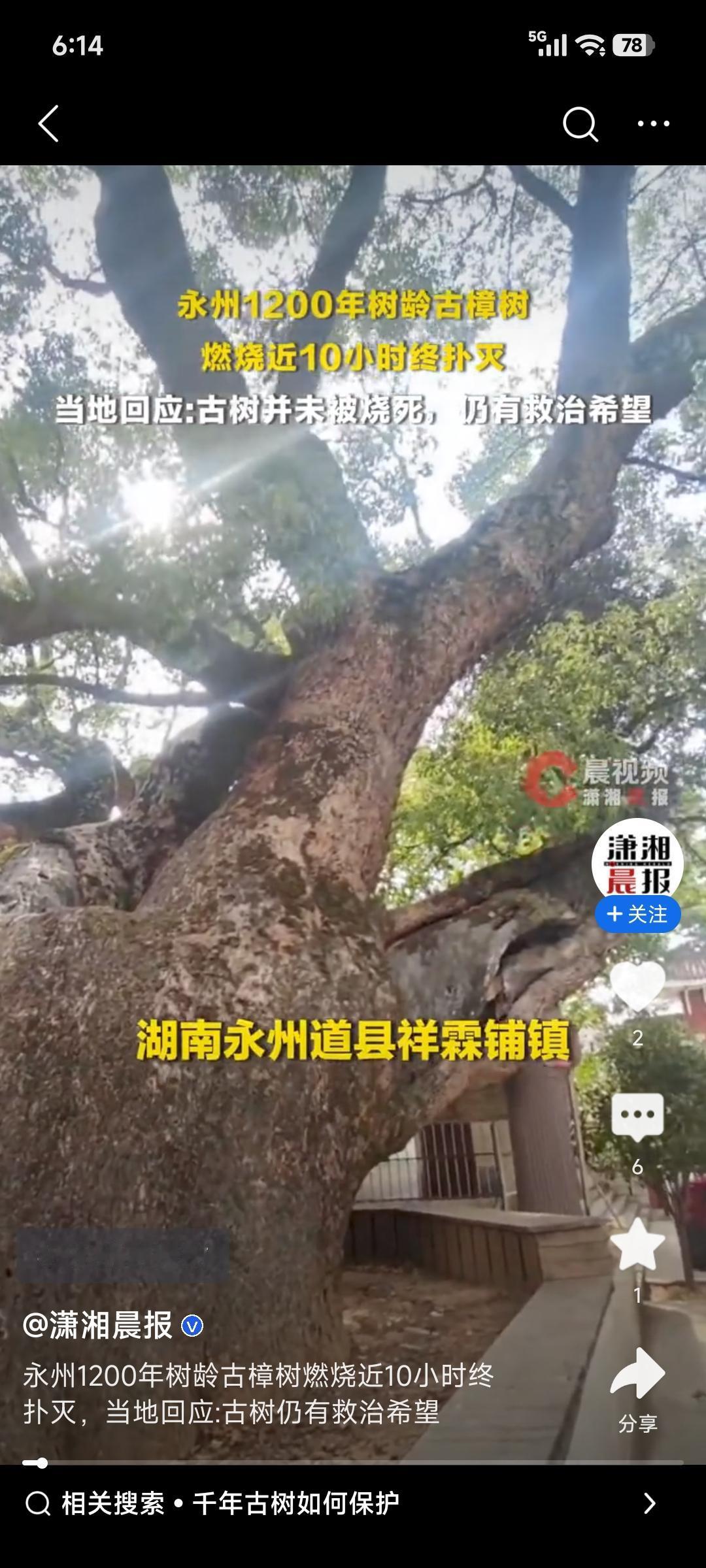 2月9日，湖南道县一棵千年古樟突然起火，那火势凶猛、浓烟冲天。因为树体巨大且树干