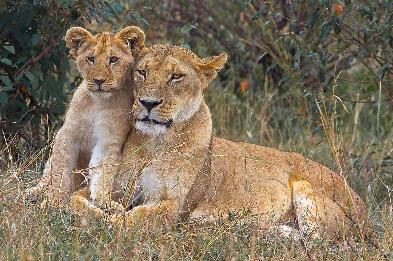 两只流浪母狮带着幼崽，住在两个敌对狮群领地之间。18头狮子围攻过来时，她们没跑—