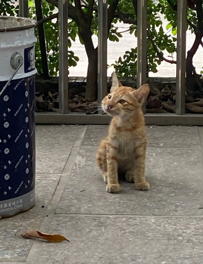 一不小心被马蜂蛰了的橘猫，心疼死了，肿么蛰成了小豹子