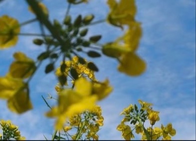 生活不论好坏，每天都是限量版，永远乐观自信，永远积极向上，别让世俗，淹没了生活的