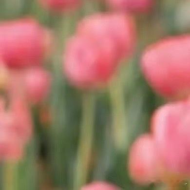 0000郁金香种植方法一、土培1. 时间：秋季9-11月（满足5-9℃春化4-6