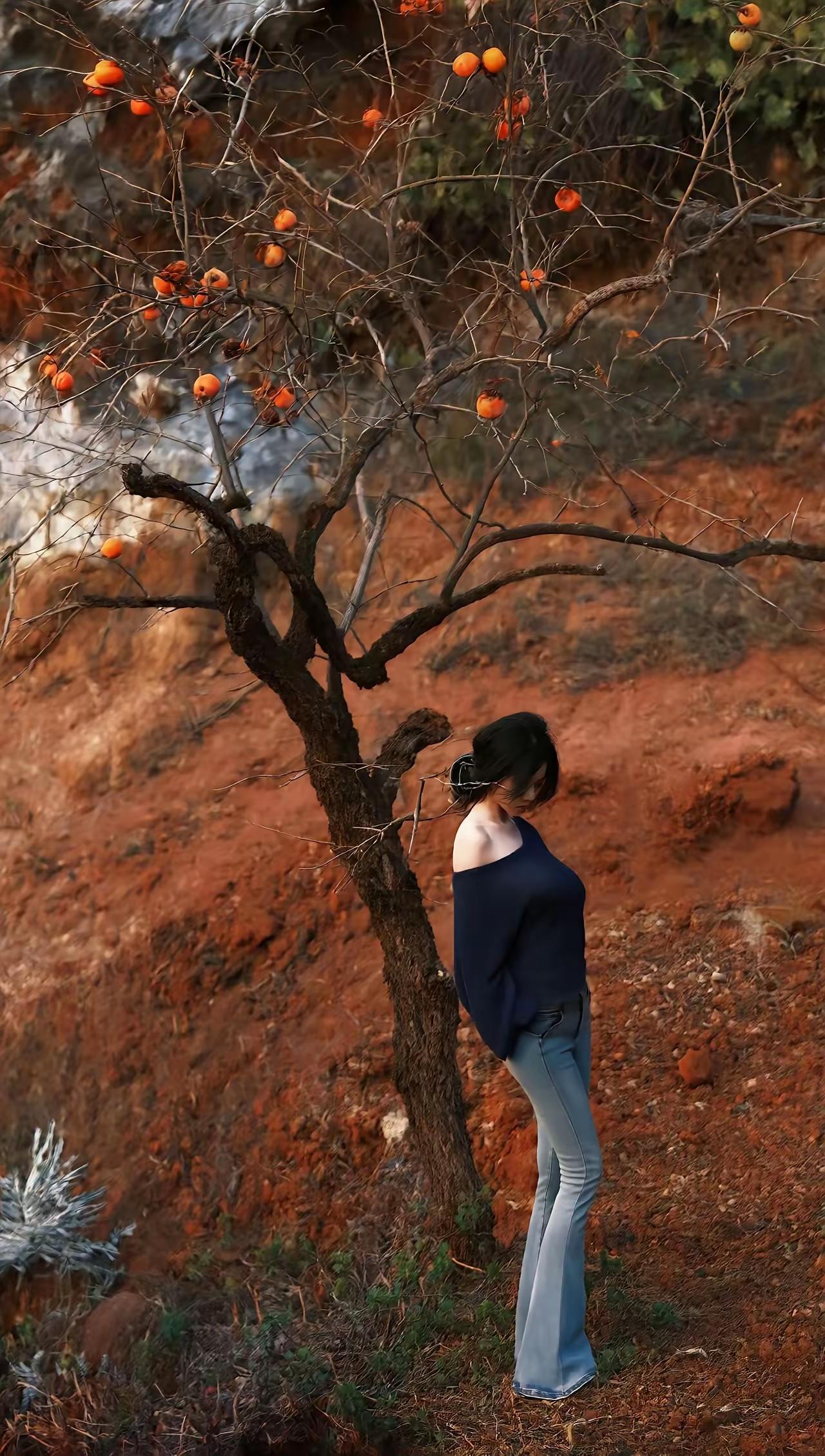 秋风寄我情，柿红映笑颜柿子树柿子红了秋天摄影约拍