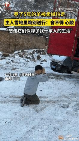 雪地里那一跪，哪是送羊啊，分明是在和五年的青春与陪伴告别！山西忻州大哥这一幕，真