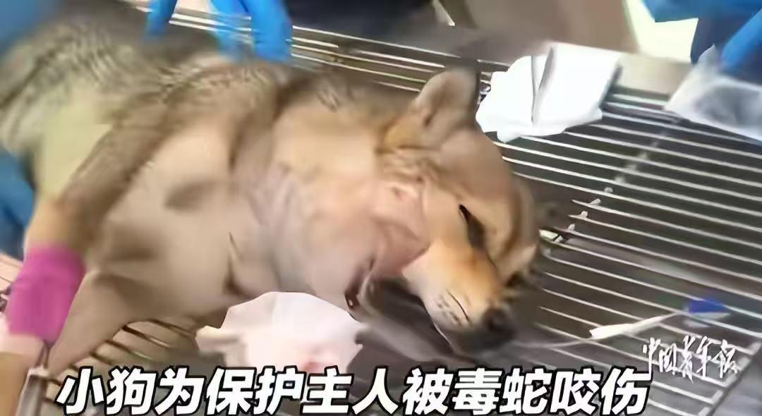 唐山忠犬勇斗毒蛇救主，事后四肢僵硬，主人送医20多天却引争议网友评论：核桃