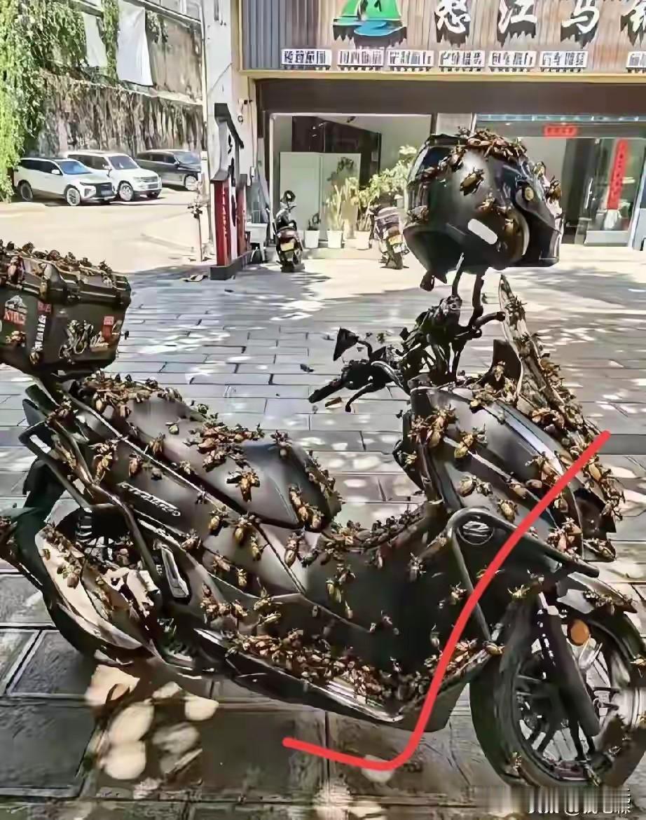 🦗云南摩友跑山遇知了“霸车”！2026防虫指南知了趋光趋热，停车后发动机余