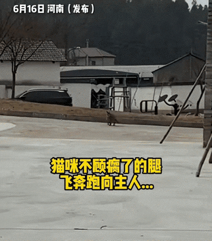“看哭了！”6月20日报道，河南一只瘸腿猫被家人扔掉，可是当女主人找到它时，它竟
