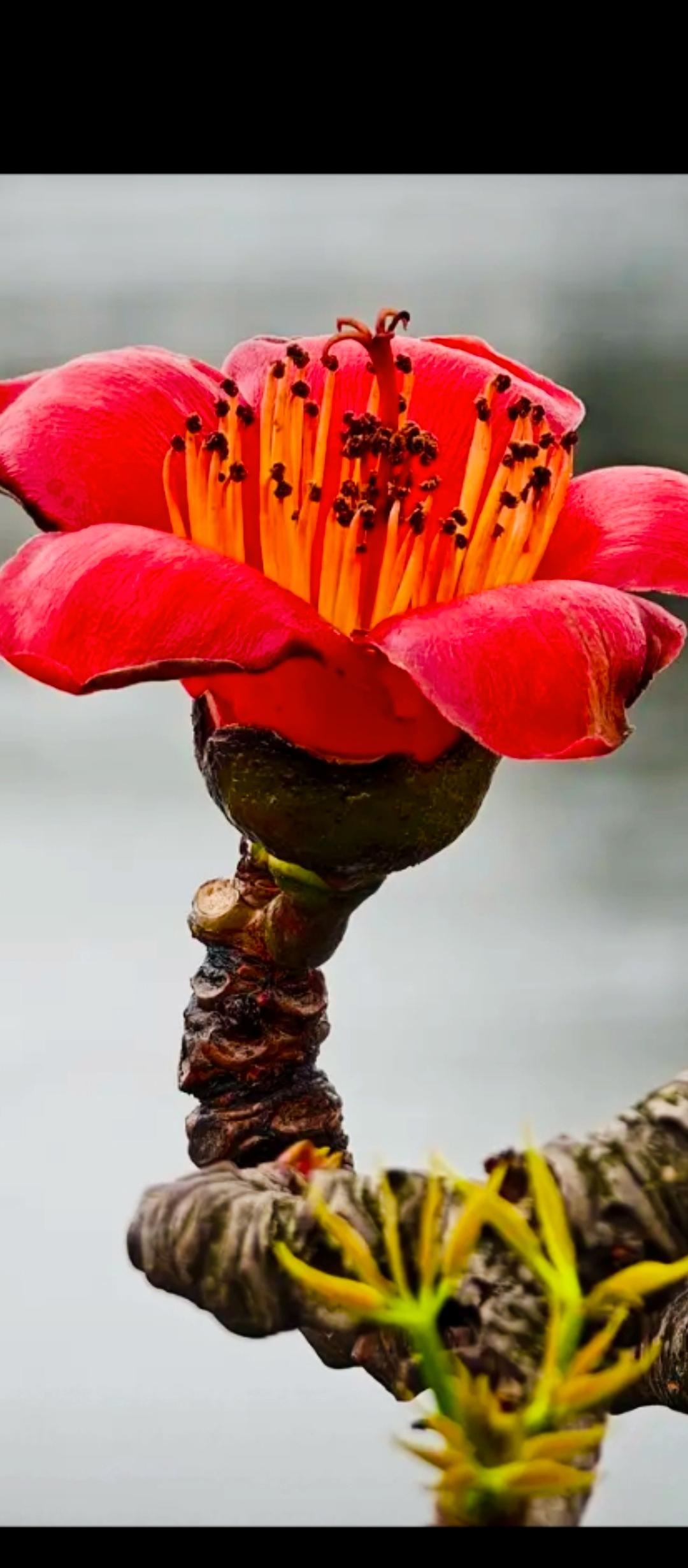 惊艳的红棉花朵，绽放在枝头，美不胜收！🌸💕