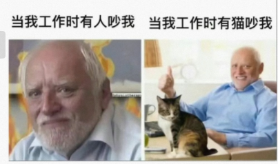 当我工作时有猫吵我