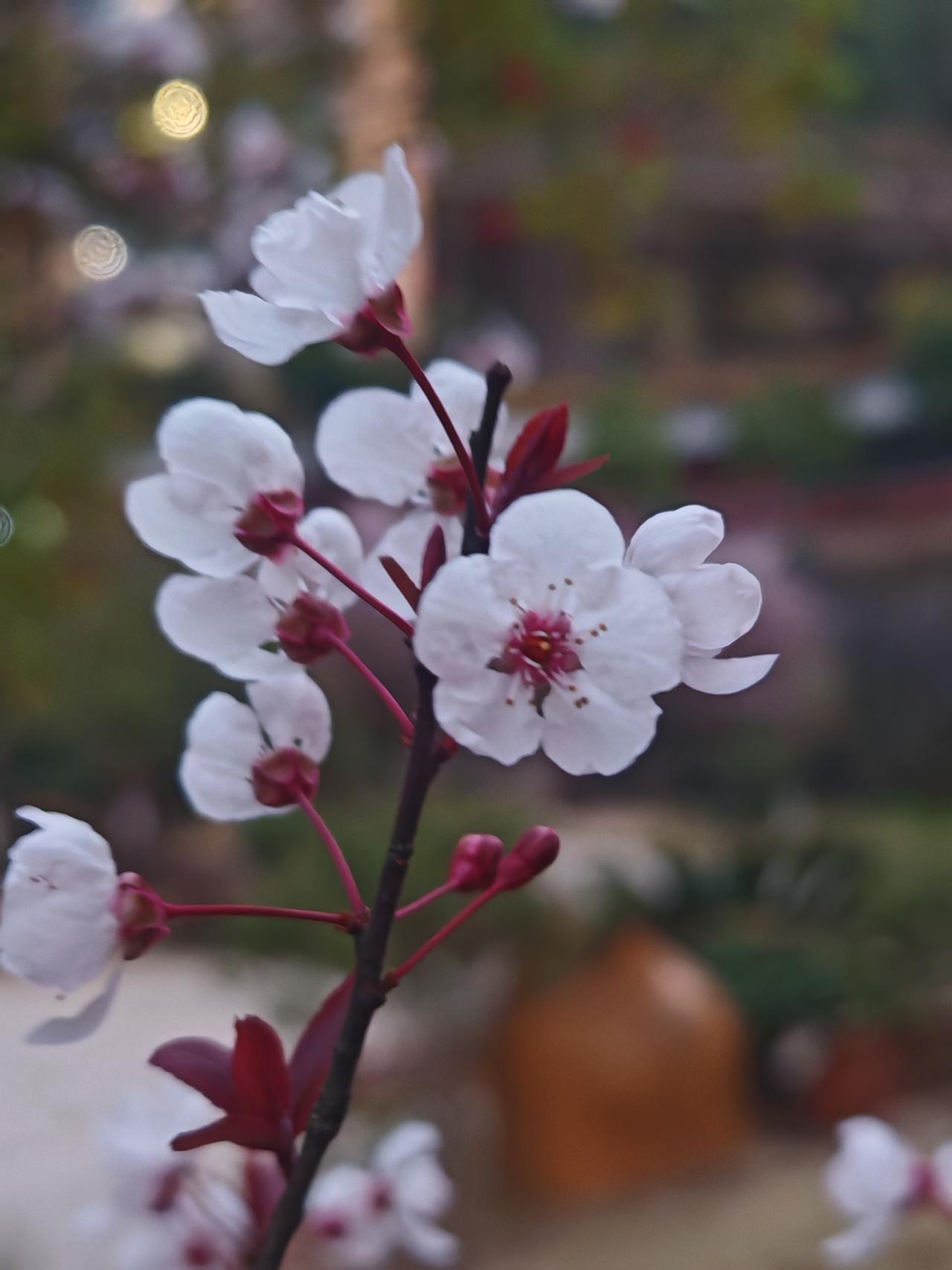 来一场说走就走的旅行，看看祖国的大好河山，春天山花烂漫的气息！