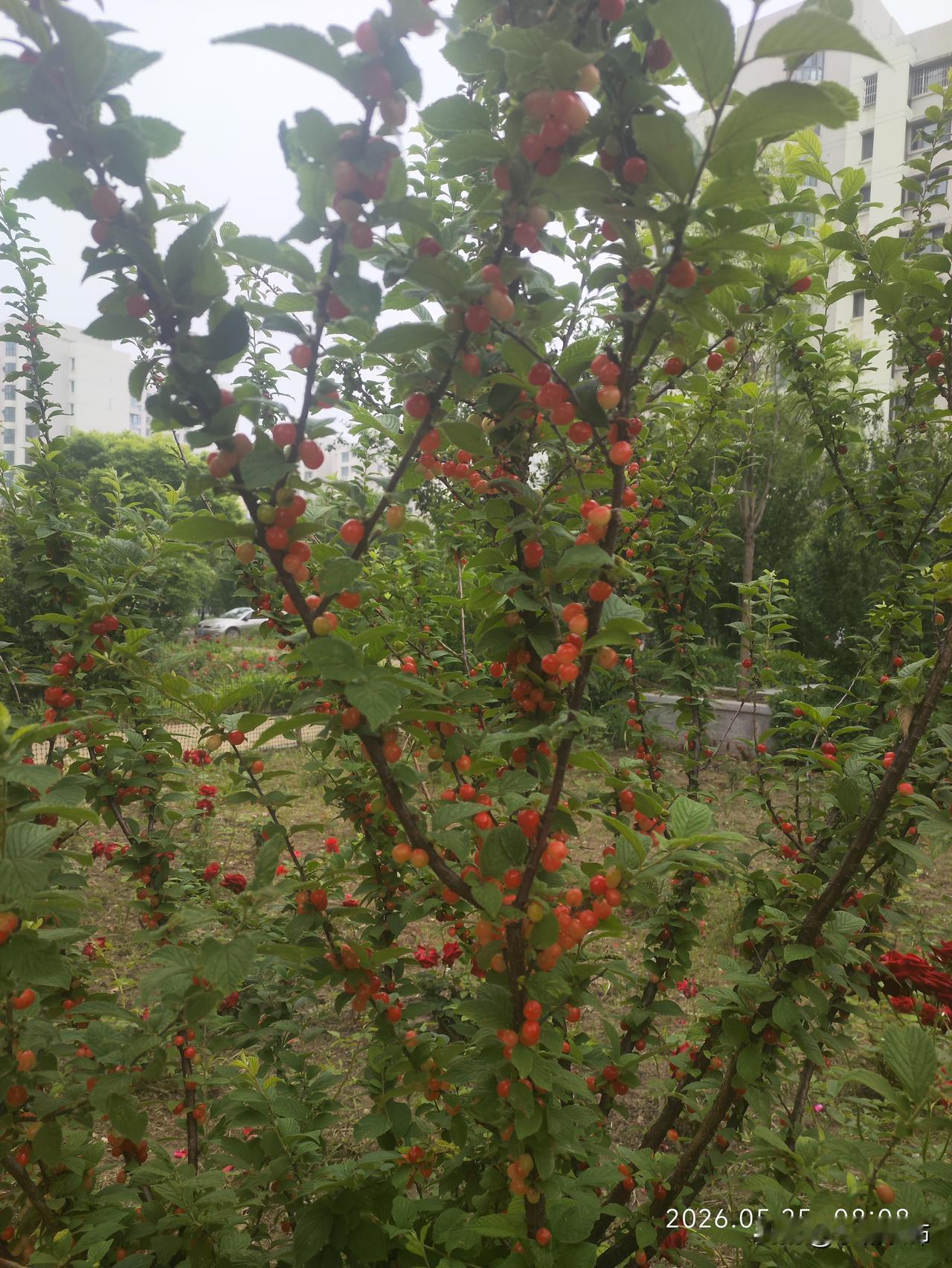 这是路边绿化的毛樱桃，是城市常见绿化树种，皮实好养活，春赏花、夏挂果，观赏性很强