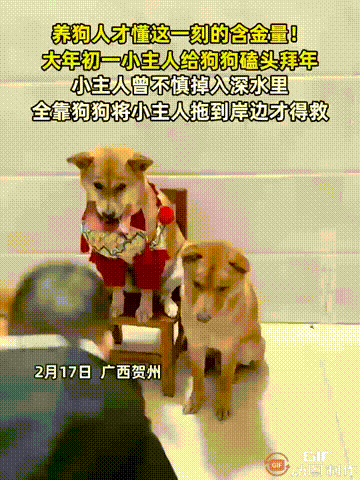 给人拜年的看多了，给狗拜年的还是第一次！大家别觉得这种事很离谱，但其实是真实发生