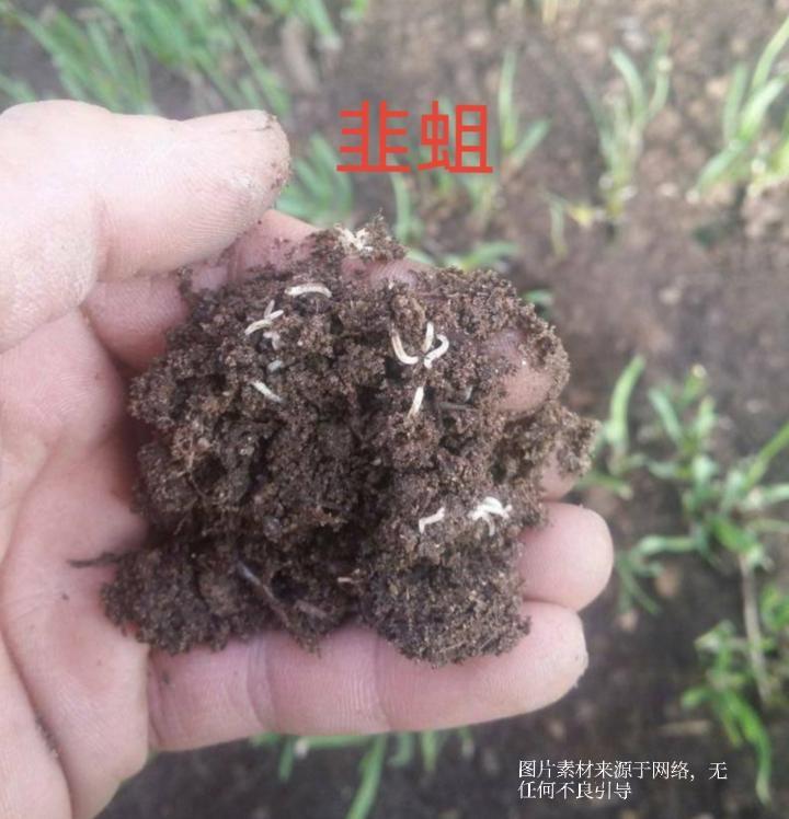 娃的蔬菜筐别踩坑!这4种“宝藏菜”闭眼买,选购清洗秘籍全奉上家长给娃挑蔬菜