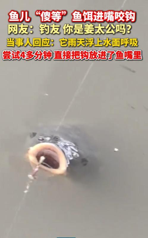 “这就是命啊！”6月19日，河南郑州，一男子在桥下钓鱼，随手将鱼竿放进水中，谁料