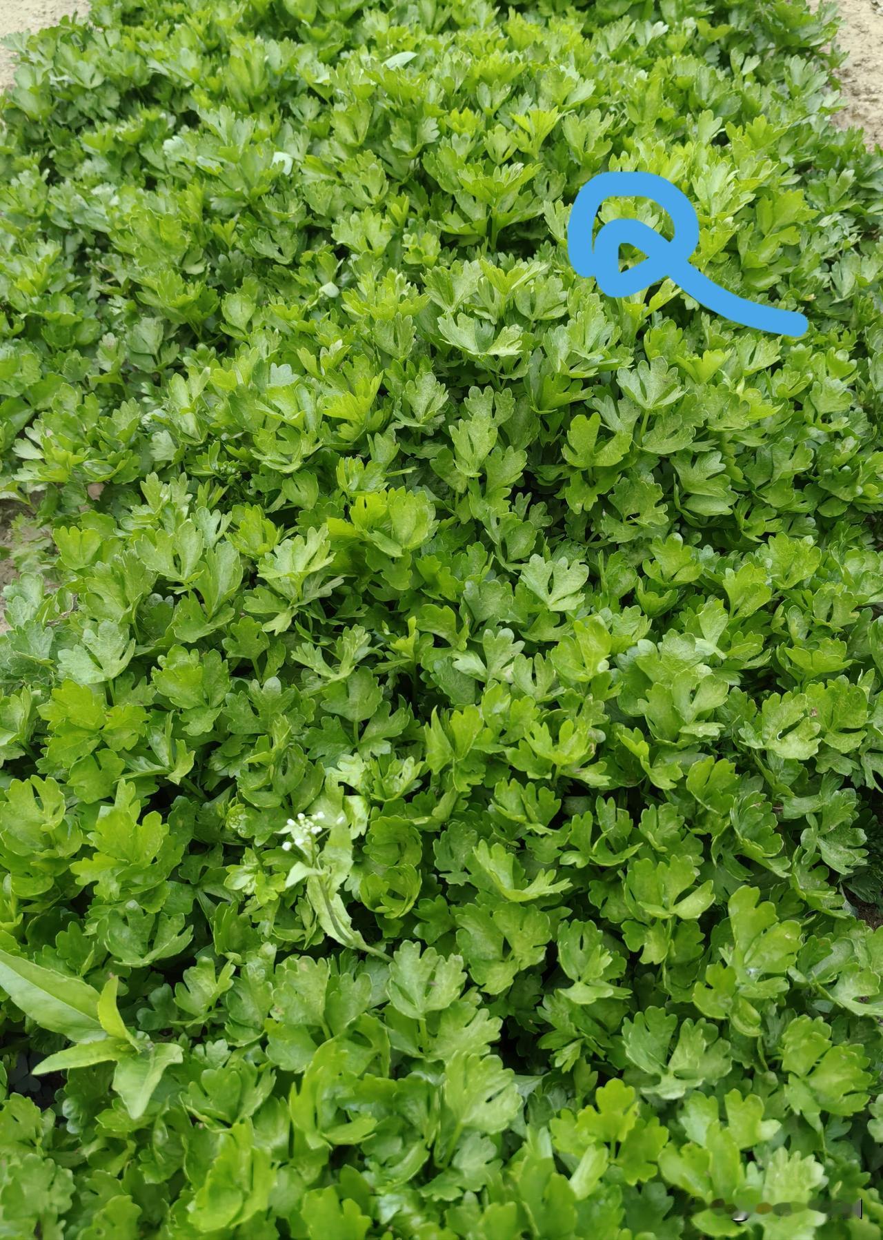 这是平台原本给出的提问标题。今天我发文介绍芽苗芹菜种、采、吃，也有菜友问过芹菜种